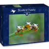 Bluebird Puzzle: Friendly Frogs (500)