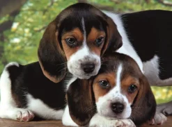 Clementoni: Close Together (500)