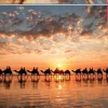 Educa: Golden Sunset on Cable Beach, Australia (1000)