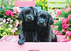 EuroGraphics: Large Pieces - Black Labs in Pink Box (500)