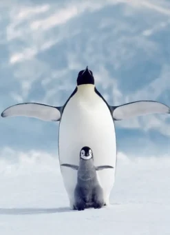 EuroGraphics: Penguin & Chick (1000)