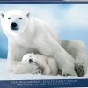 EuroGraphics: Polar Bear and Baby (1000)