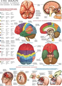 EuroGraphics: The Brain (1000)