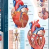 EuroGraphics: The Heart (1000)