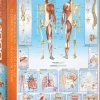 EuroGraphics: The Human Body (1000)