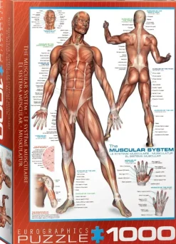 EuroGraphics: The Muscular System (1000)
