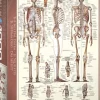 EuroGraphics: The Skeletal System (1000)