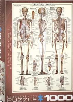 EuroGraphics: The Skeletal System (1000)