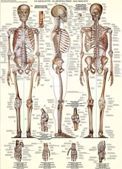 EuroGraphics: The Skeletal System (1000)