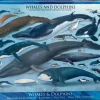 EuroGraphics: Whales & Dolphins (1000)