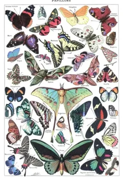 Grafika: Larousse pour Tous - Butterflies (1000)