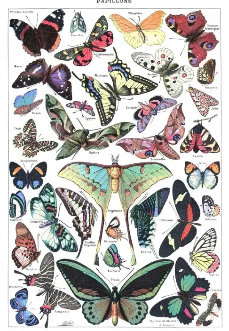 Grafika: Larousse pour Tous - Butterflies (1000)
