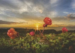 Heye: Humboldt - Cloudberries (1000)