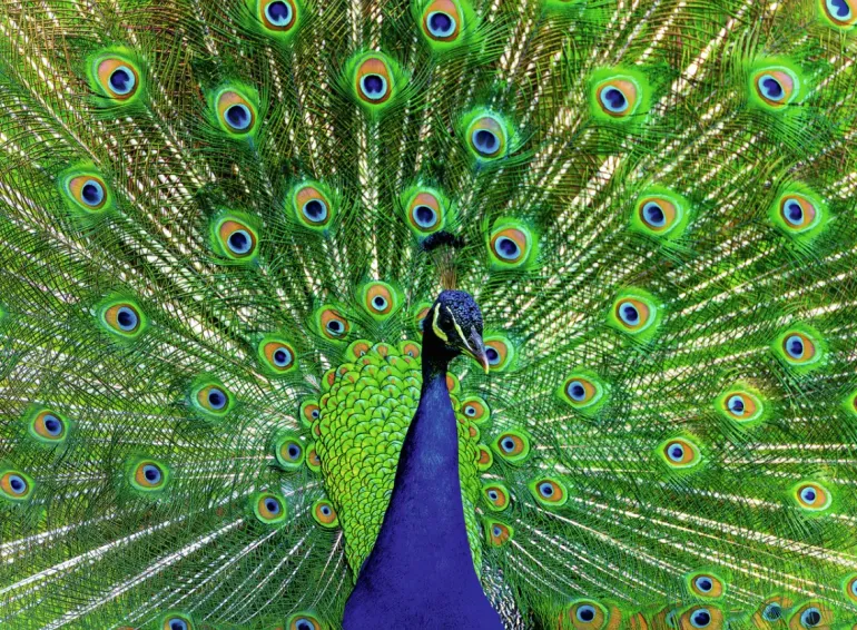 Ravensburger: Colorful Animals - Peacock (500)