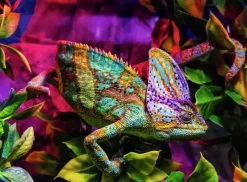 Ravensburger: Colorful Animals - Chameleon (500)