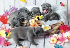 Ravensburger: Cute Little Furballs (2 x 12)