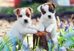 Ravensburger: Cute Little Furballs (2 x 12)