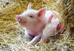 Ravensburger: Farm Animal Babies (2 x 12)