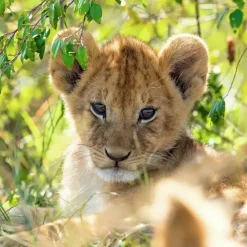 Ravensburger: Panda, Lion and Tiger Cubs (3 x 49)