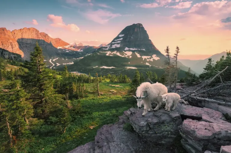 Ravensburger: Stefan Hefele - Alpine Goat with Baby (3000)