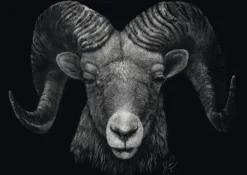 Schmidt: Ashley Rader - Dominance, Ram - The Epitome of Fire (1000)