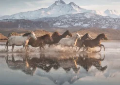 Schmidt: Horses in Cappadocia (1000)