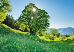 Schmidt: Sycamore Maple in the Sunlight - St. Gallen, Switzerland (1000)
