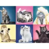 Trefl: Kittens (500)