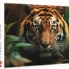Trefl: Wild Tiger (1000)
